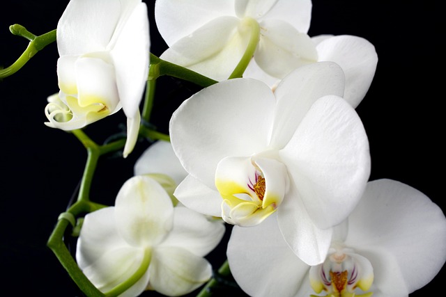 Orchid Elegance